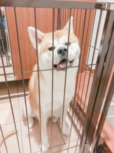 秋田犬の次郎くん